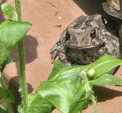 Original photograph of a frog from a garden